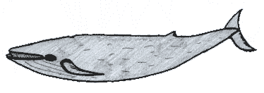 Une baleine