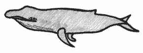 La baleine  bosse