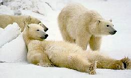 Ours Polaire