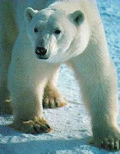 Ours Polaire